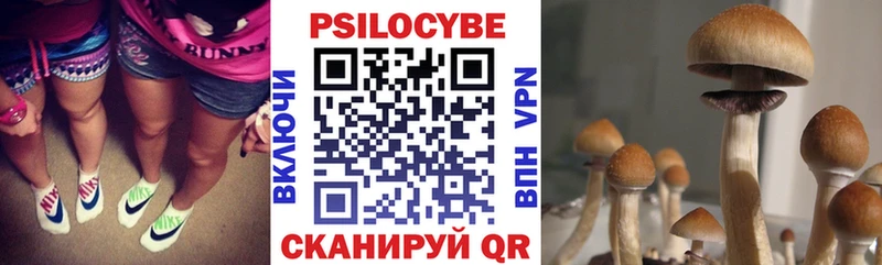 Купить где  Терек  Псилоцибиновые грибы Psilocybe 
